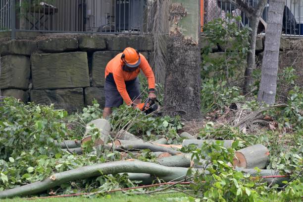 Professional Tree Removal in Kathleen, FL