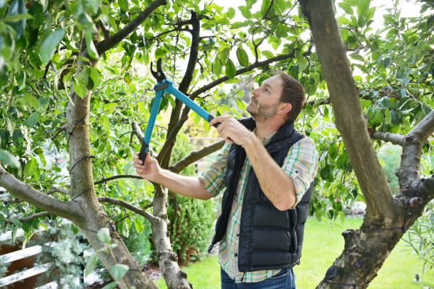 Best Tree Disease Treatment  in Kathleen, FL